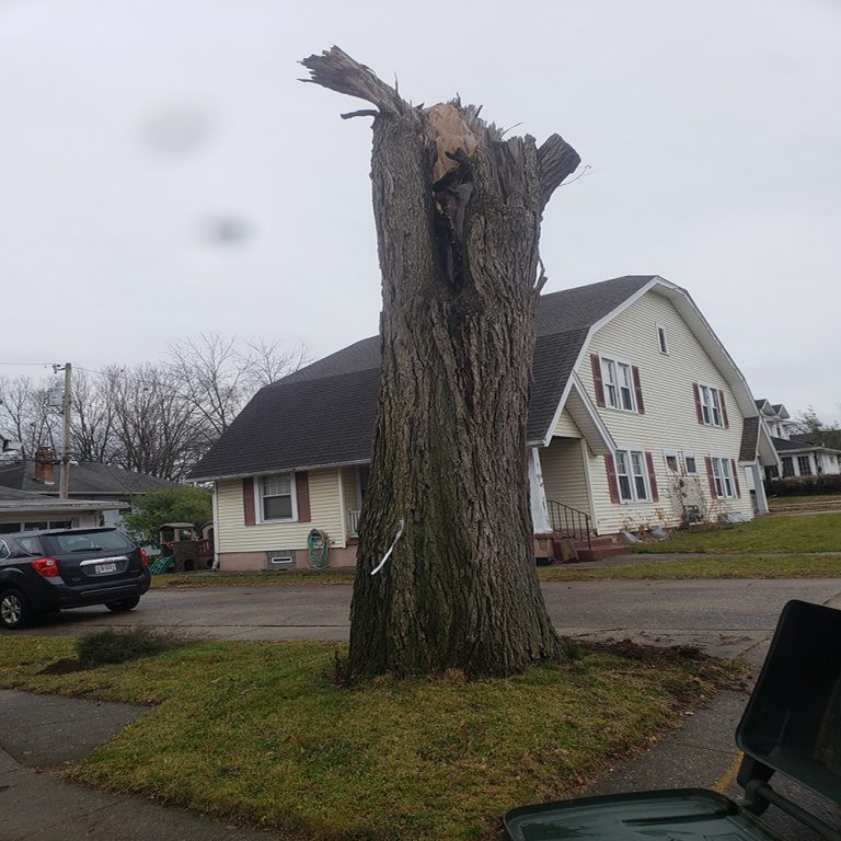 Stump Removal Companies Near Me