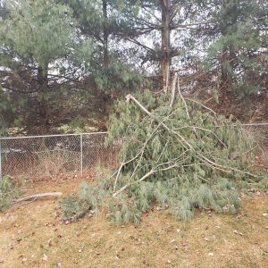 tree storm damage clean up companies near me