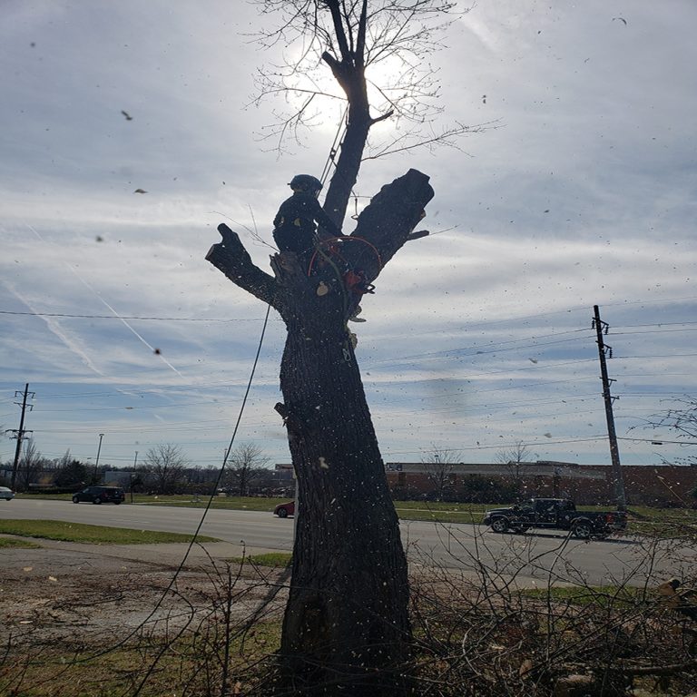 stump removal companies near me ohio