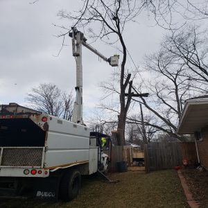 tree trimming experts