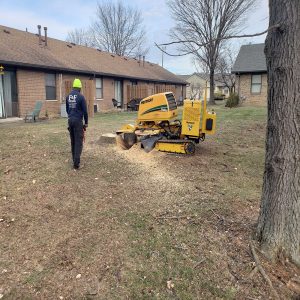 Tree Stump Grinding