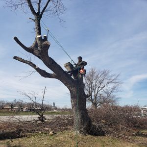 Ohio tree trimming companies near me