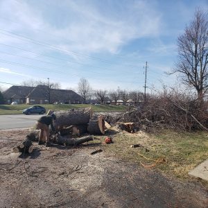 tree services