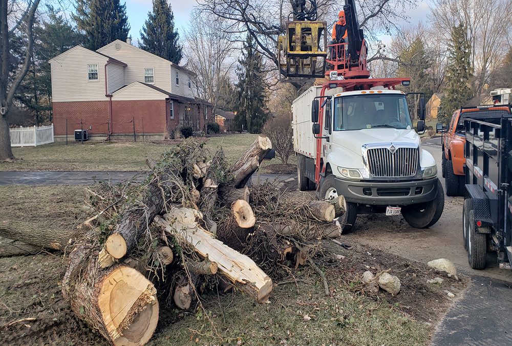 Joels Pro Tree Service Serving Beavercreek