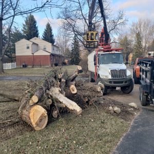 Ohios Best Tree Trimming Services