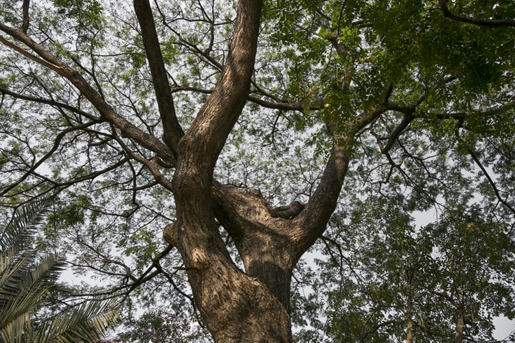 Do Tree Removal Companies Sell the Wood?