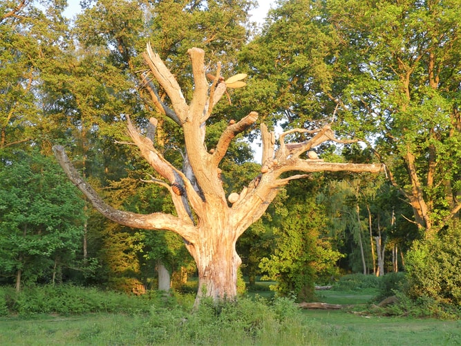 Tree Removal: Whose Responsibility is it?