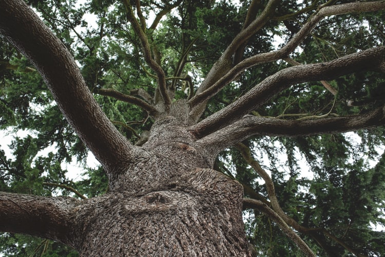 Does Tree Removal Require a Permit?