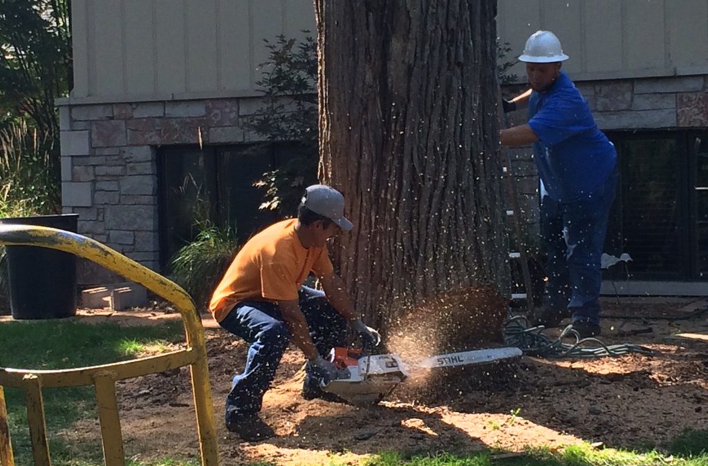 Qualities to Look for in a Tree Removal Company