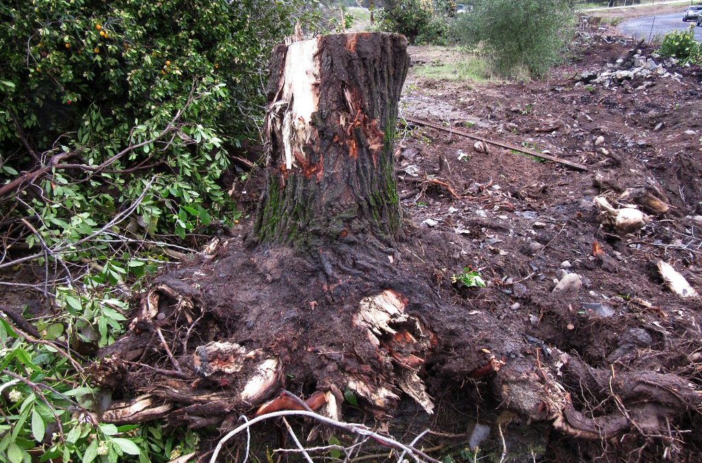 After Storm Tree Removal Cost